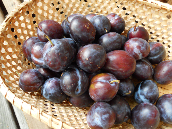 prune plums smDSCN0712